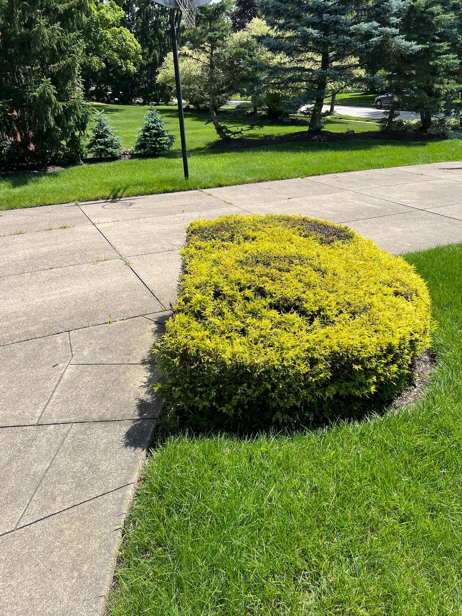 Hedge Trimming